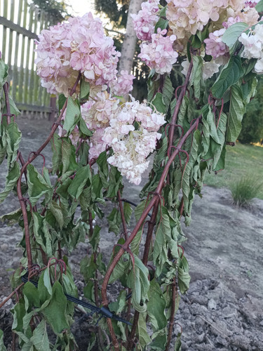 IMG 20250921 171836 557