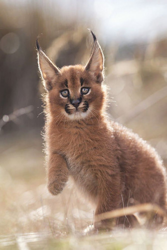 61fc53b9 3014 4d25 a86b 71f70cb3ada9.jpg