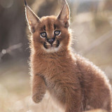 61fc53b9 3014 4d25 a86b 71f70cb3ada9