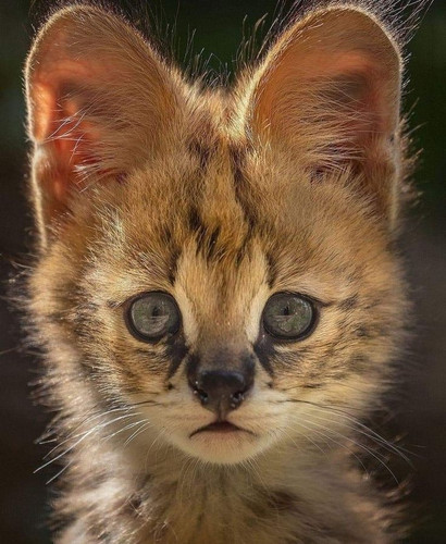 419898d0 ce33 42df 85c3 065cd8287671.jpg