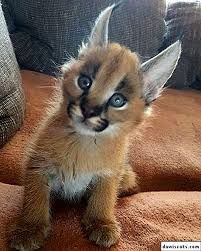 98029b12 a2ea 47a8 af44 0fcfd2899375.jpg