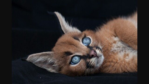 Beautiful big blue eyes Wish the backdrop didn't….jpg