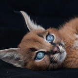 Beautiful big blue eyes Wish the backdrop didn't…