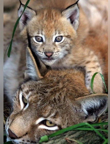 63100cb3 4527 47c2 8874 af58f56c38dc.jpg