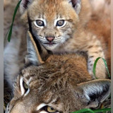 63100cb3 4527 47c2 8874 af58f56c38dc