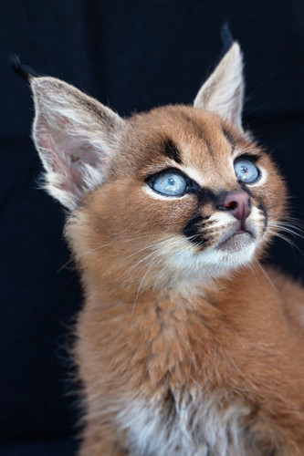 Amazing!!! beautiful wild animal.jpg