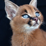 Amazing!!! beautiful wild animal