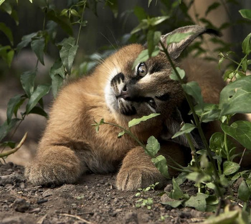 b1dc6a6c a7c3 4032 a273 46753ee992c0.jpg