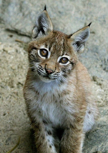 98281734 3cd0 4c72 a407 f94653a3030e.jpg