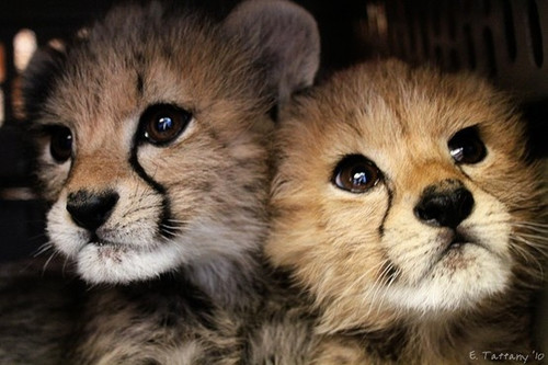 baby cheetahs are adorable.jpg