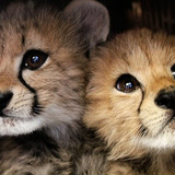 baby cheetahs are adorable