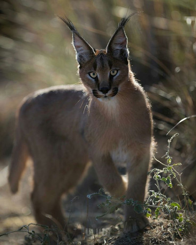 Caracal.jpg