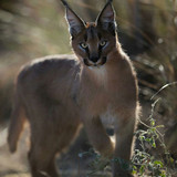 Caracal