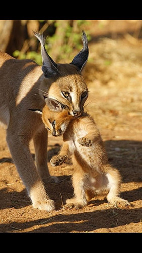 Mama and baby .jpg