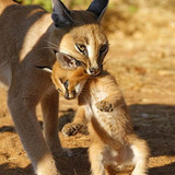 Mama and baby 