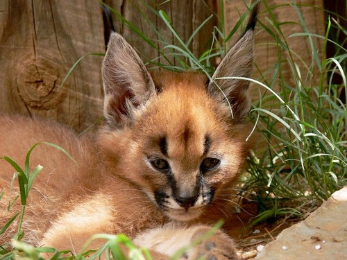 Caracals.jpg