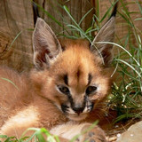 Caracals