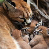 caracals cats (12)