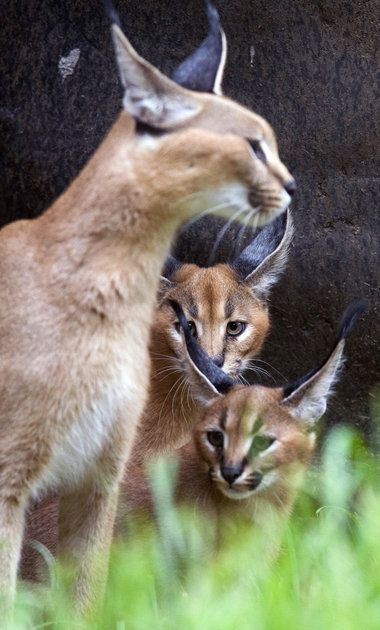 Oregon Zoo's caracal kittens explore the outdoors; visitors may see them starting Saturday.jpg