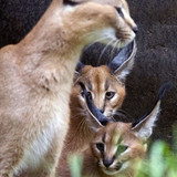 Oregon Zoo's caracal kittens explore the outdoors; visitors may see them starting Saturday
