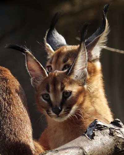 Look At These Caracal Kittens.jpg