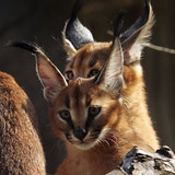 Look At These Caracal Kittens
