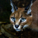 lovely eyes 