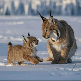 Lince canadiense
