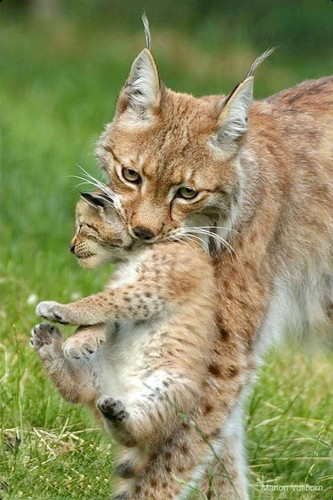 Mother Lynx Carrying Her Kit.jpg