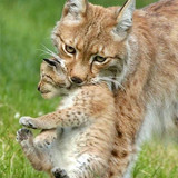 Mother Lynx Carrying Her Kit