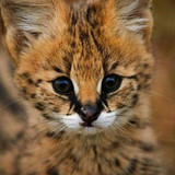 Cute!