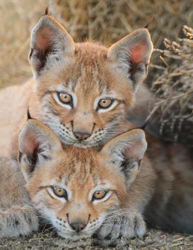 Viktor and Oleg were born at the sanctuary to….jpg
