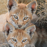 Viktor and Oleg were born at the sanctuary to…