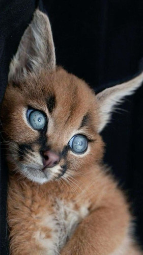 Wild Blue Eyes.jpg