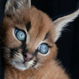 Wild Blue Eyes