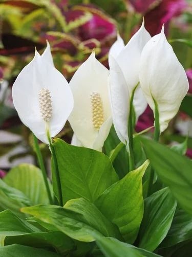 peace lilly 01 500x500.jpg