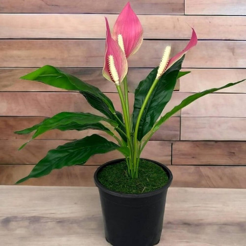 yes annual yes peace lily plant.jpg