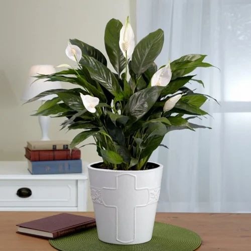 spathiphyllia peace lily plant 5.jpg