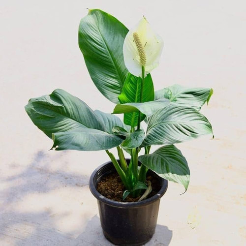 peace lily.jpg