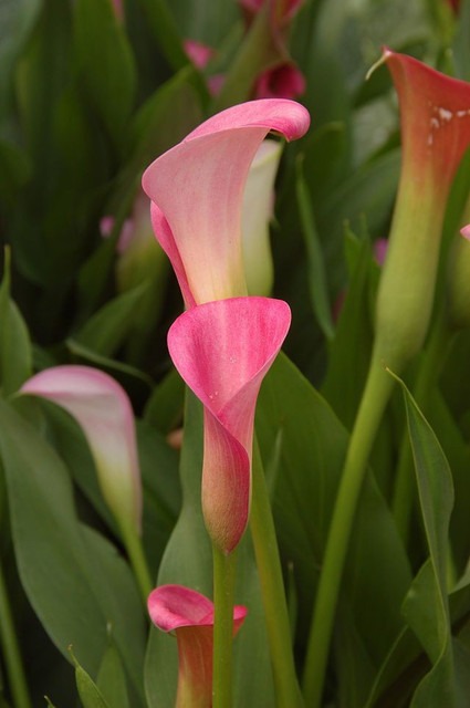 pink peace lily charming decorat.jpg