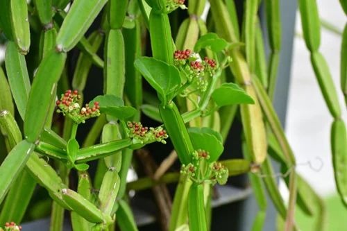 hadjod plants 2 500x500.jpg