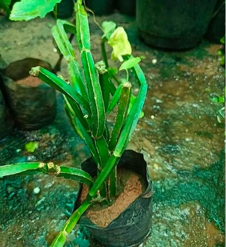 product jpeg 500x500 (1).jpg