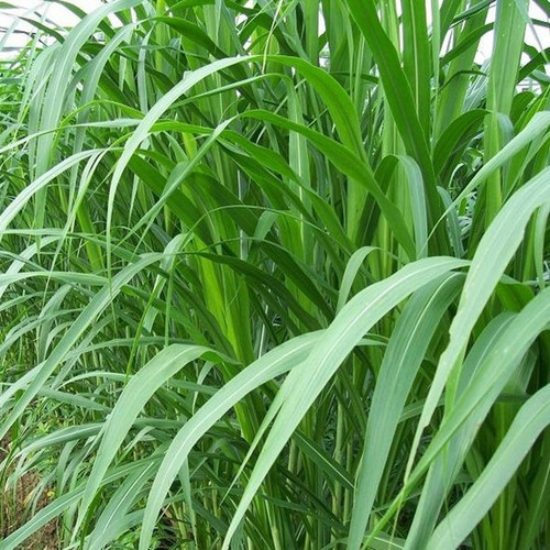 10 napier grass stick arshiayat (1).jpg