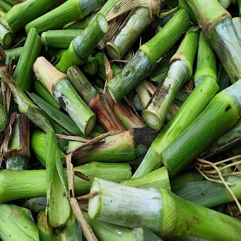 10 napier grass stick arshiayat.jpg