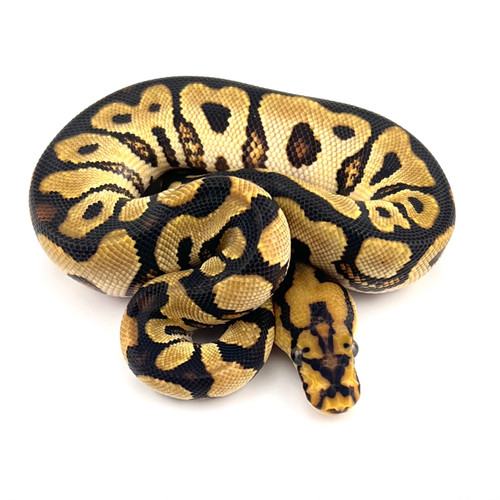 687fccc7908230c7923f7669 0.jpg