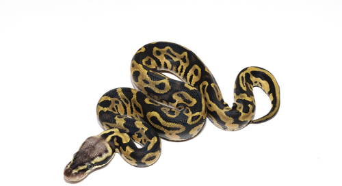 CleanShot 2025 09 21 at 19.22.01@2x.png