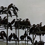 Los pájaros (1968)