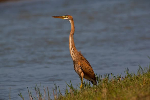 576388516 1246774600826995 1502876522927559953 n.jpg?stp=dst jpg s590x590 tt6& nc cat=108&ccb=1 7& n.jpg