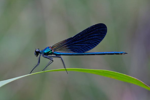 575182790 1246774520827003 51121760719857377 n.jpg?stp=dst jpg s590x590 tt6& nc cat=105&ccb=1 7& nc .jpg