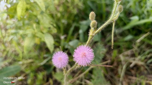 JPEG 20251105 094812 5787224795949306472.jpg